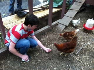 chicken 2