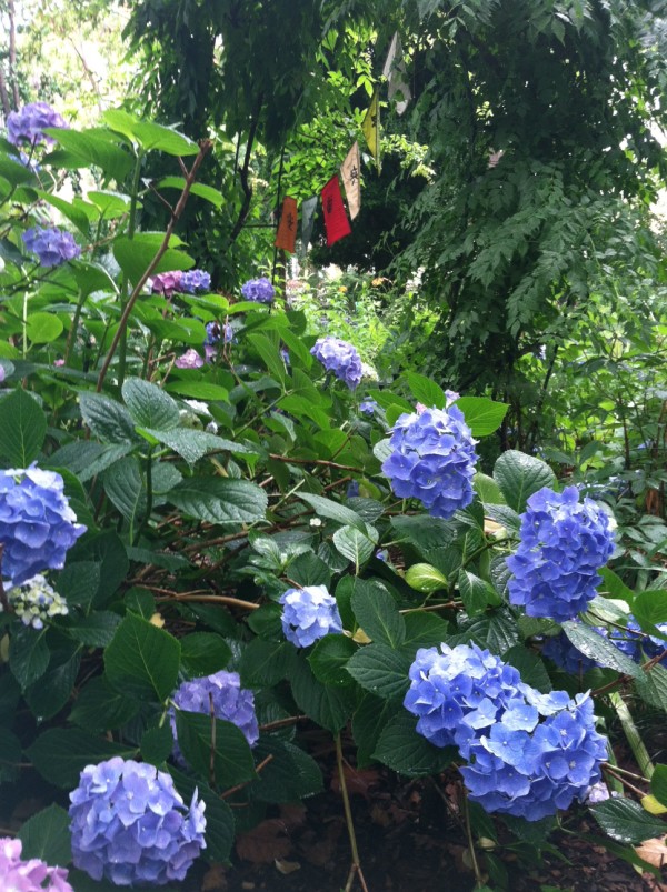 hydrangias