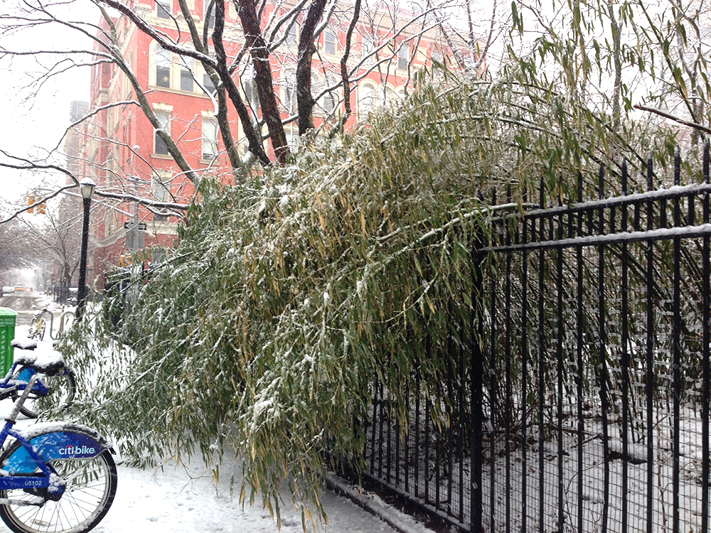 bambooInSnow